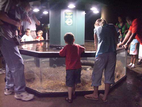 Another petting exhibit. Emma wanted so badly to touch the fish, but the fish were only occasionally interested in being touched. When her hand finally did graze the surface of a fish's scales, she quickly recoiled in surprise. Annie and Jonathan were considerably less timid.